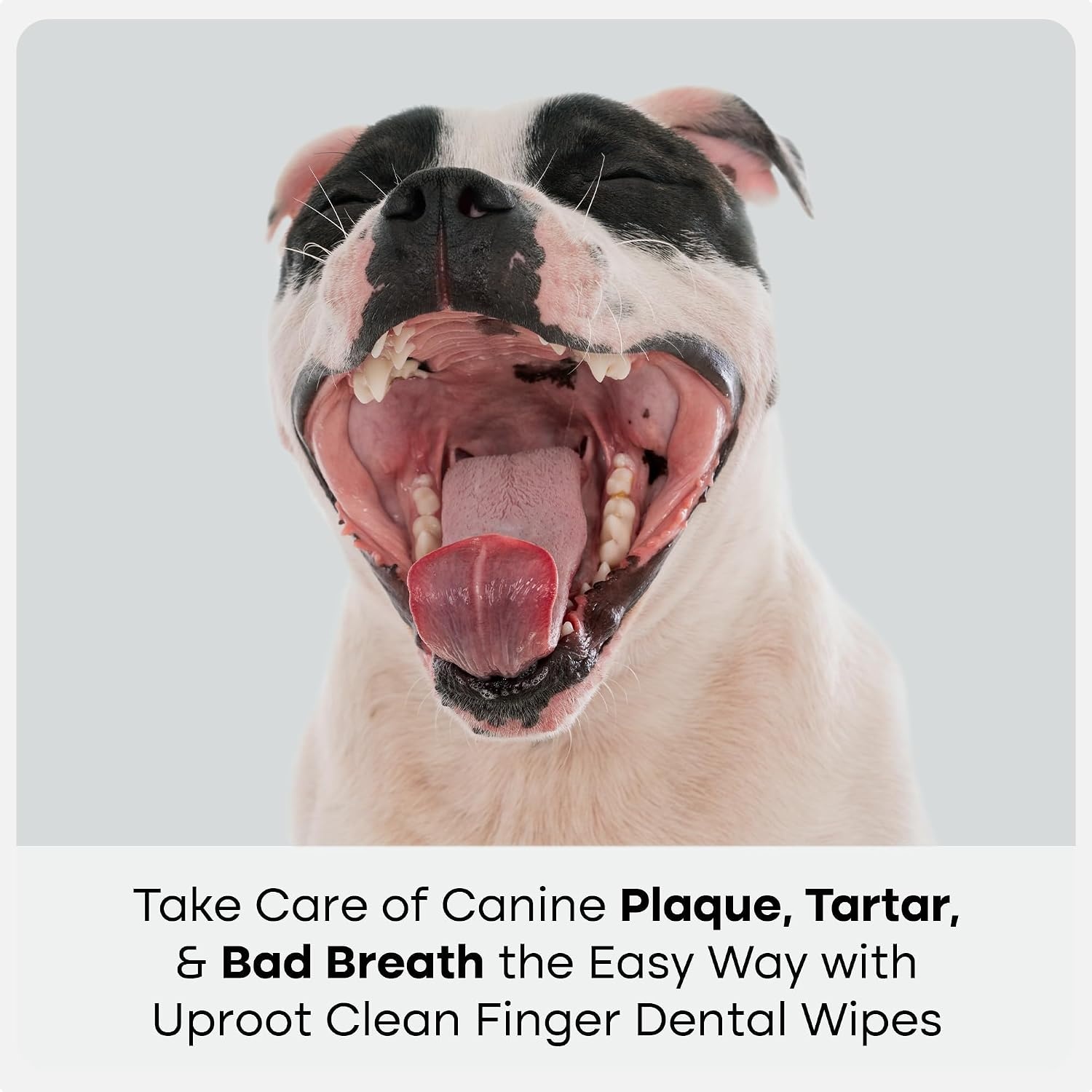 image:imageUproot Clean Pet Dental Finger Wipes Safe RinseFree Disposable 50ctDental Finger Wipes